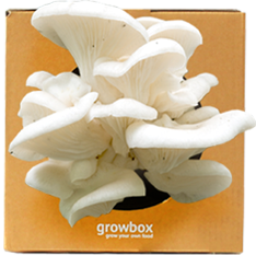 growbox